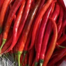 二荆条红辣椒3号红辣椒红菜椒