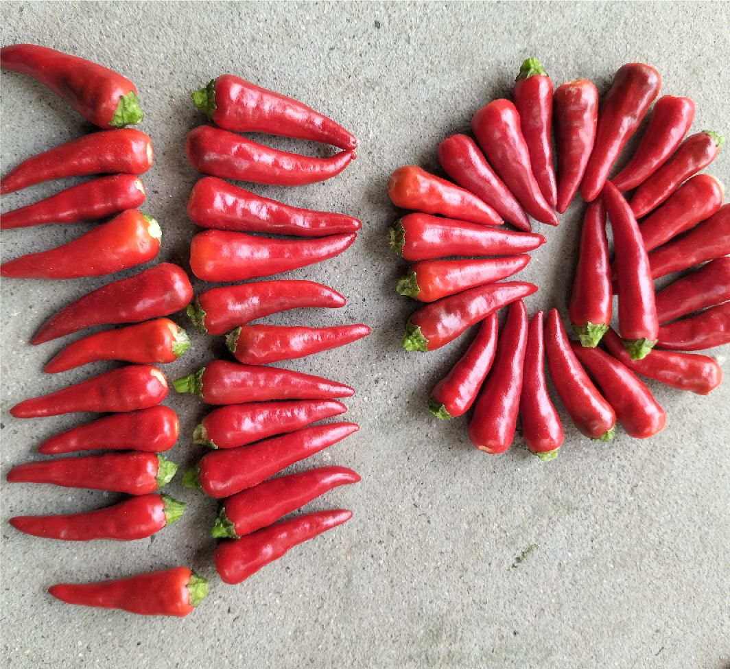 一簇新鲜的小米椒,呈鲜红色,部分仍带青绿色,整齐排列在白色背景上,表面光滑有光泽,顶端尖锐,清晰展示其细长锥形结构 小米椒特写