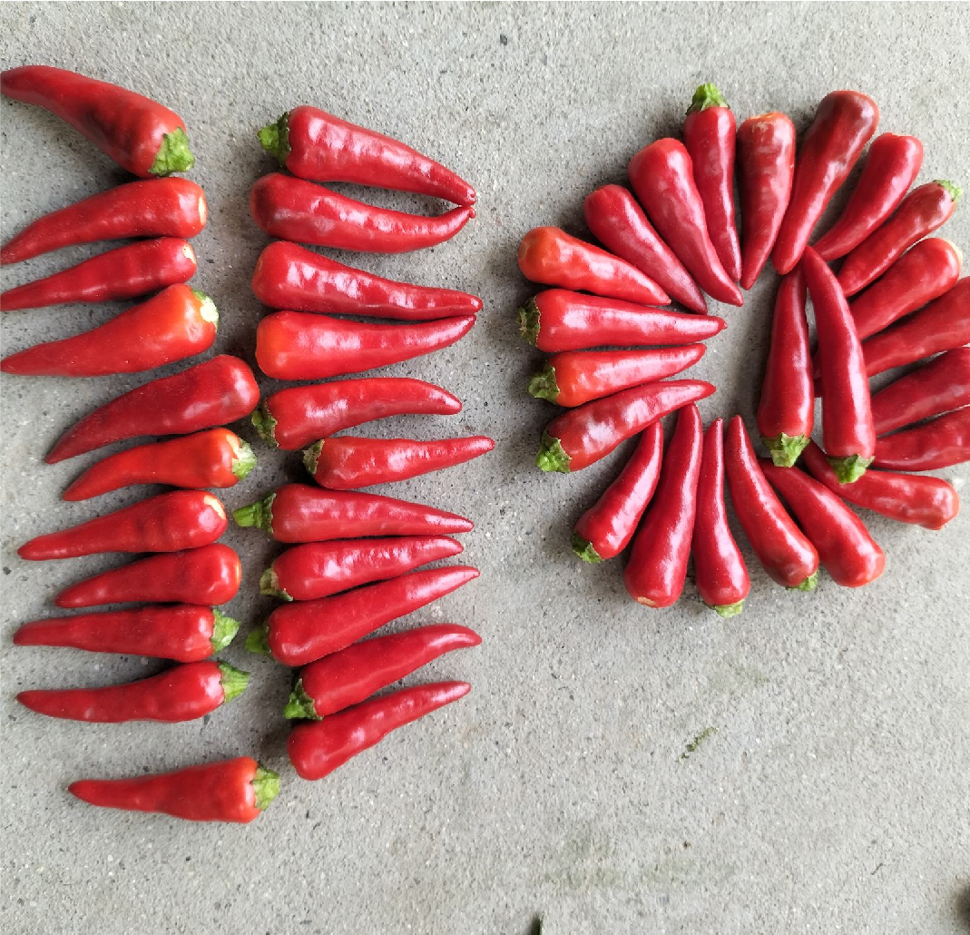 家椒与其他辣椒对比图