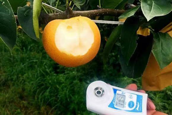 一名农业技术人员正在使用手持式折光仪测量刚切开的翠玉梨果肉的糖度,屏幕上显示具体数值如12.8°Brix,操作台上有多个待测样品和记录本,体现专业检测场景 翠玉梨糖度检测过程