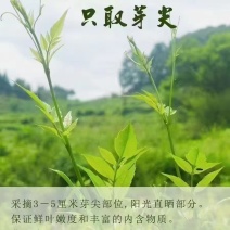 张家界莓茶
