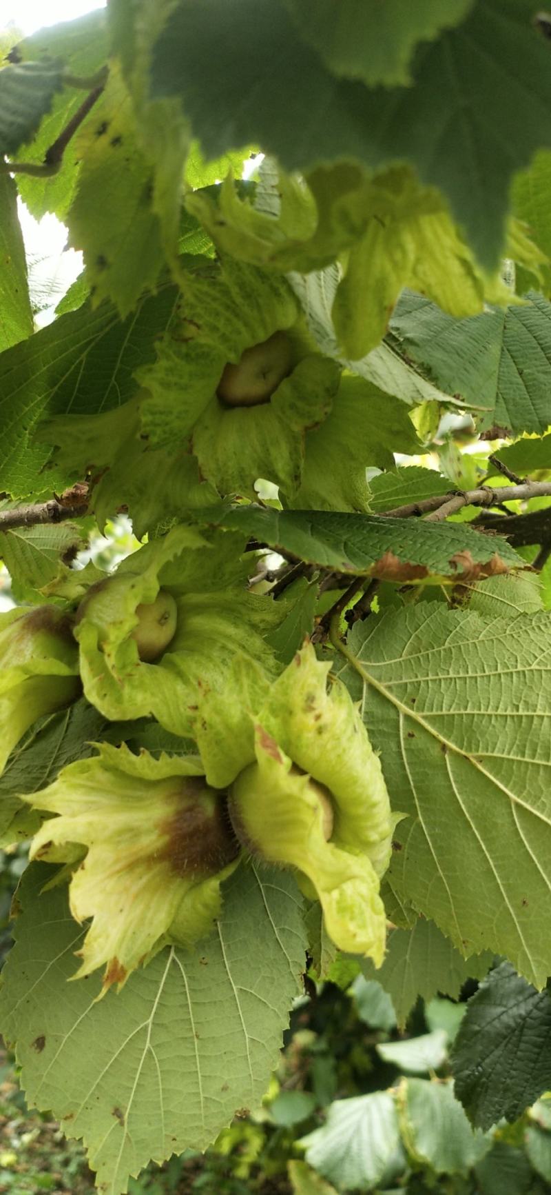 平欧大果榛子,辽宁丹东新鲜大榛子,长毛,达维玉坠,欢迎合