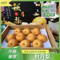 【牛商推荐】砀山秋月梨蜜梨糖分高果型正对接商超市场