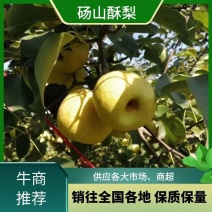 【爆单王】砀山梨酥梨糖度高果型正供应商超电商