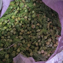 柏树籽
