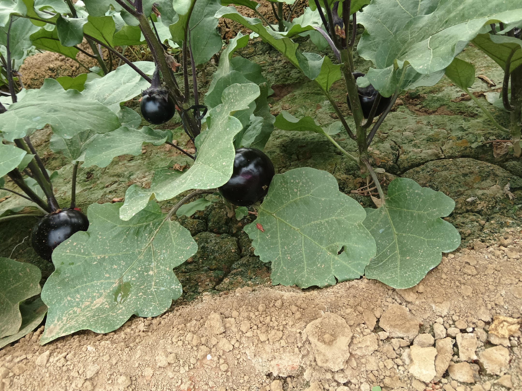 青茄子在阳光下生长茂盛,田间管理有序 青茄子田间种植场景