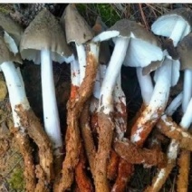 云南新鲜鸡枞菌微开伞可代炸鸡枞油