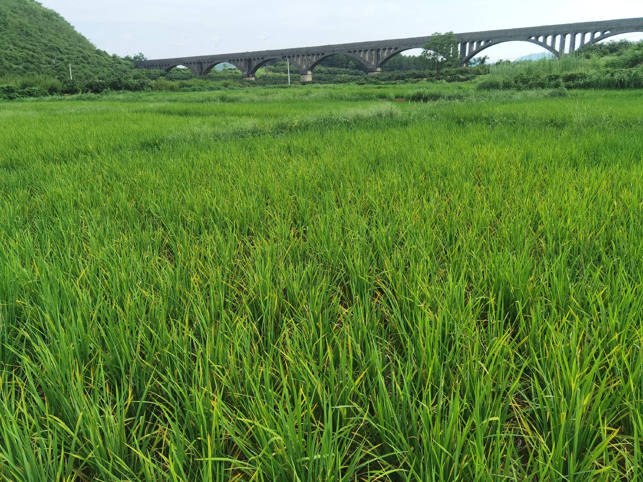 稻田生态示意图,展示水稻与周边生态环境的和谐关系,强调环保用药 稻田生态与环境保护示意图