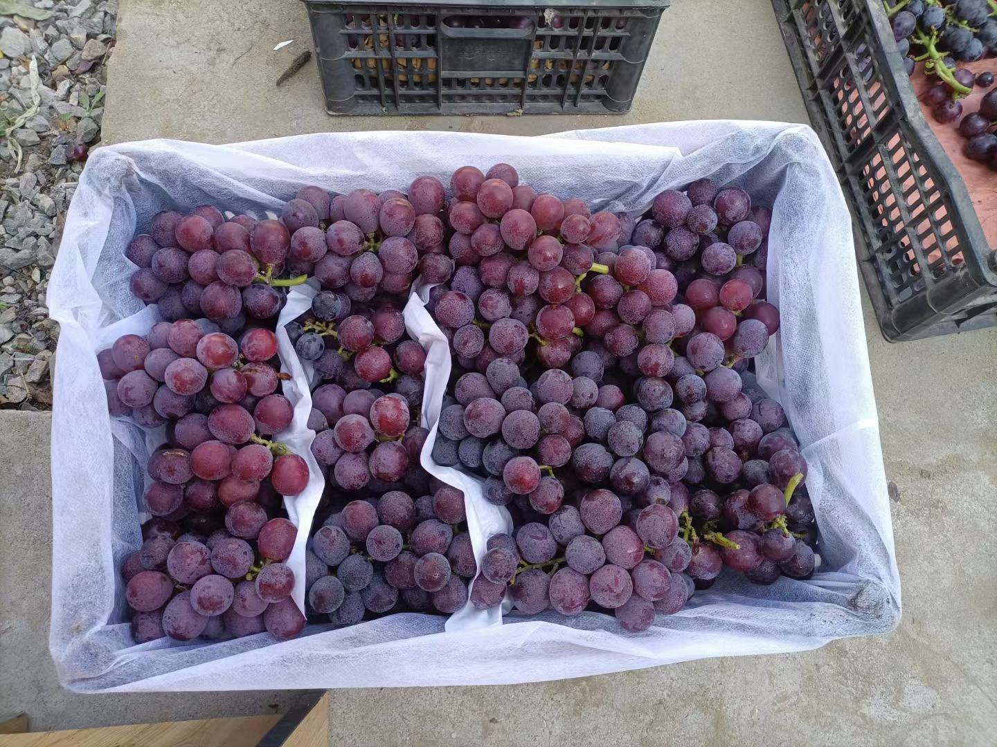 自酿葡萄酒装瓶展示