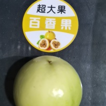 精品百香果钦密9号百香果货源充足量大从优欢迎咨询