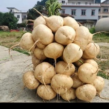 广西桂林凉薯