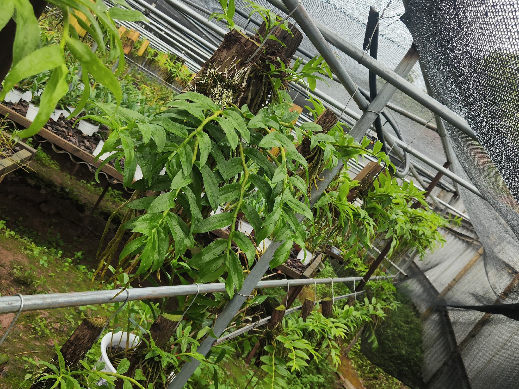 龙沙宝石在温室大棚中整齐排列，叶片翠绿，花苞初现