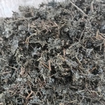 藤茶，贵州黔东南藤茶