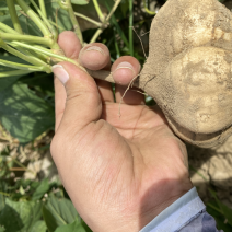 凉薯沙葛豆薯万亩种植基地大量供应一手货源欢迎咨询采购