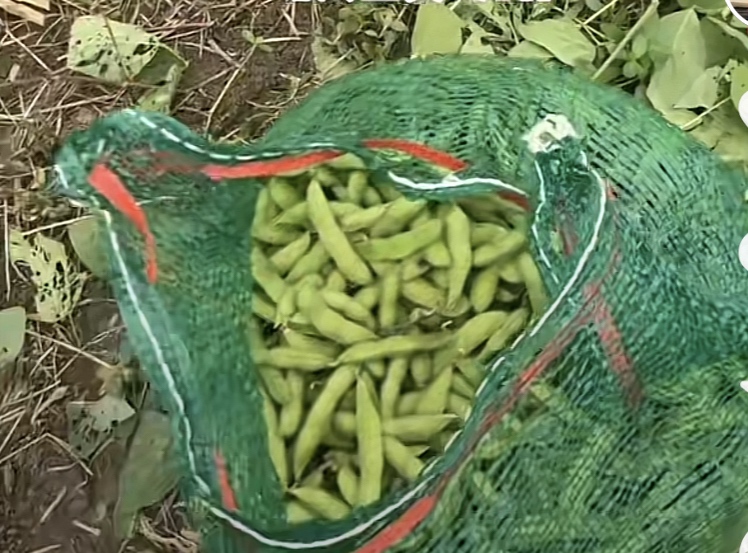 毛豆新鲜采摘图