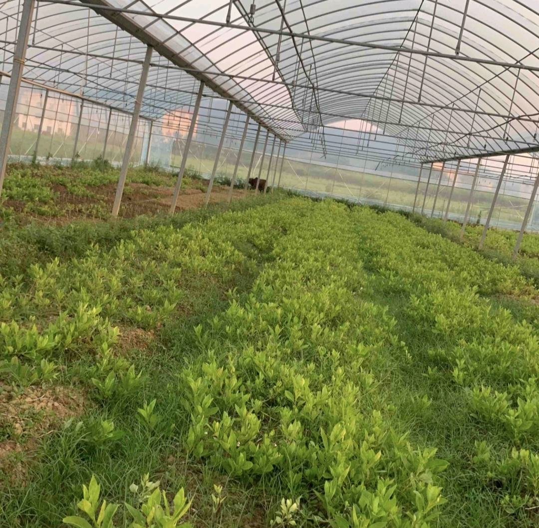 三色雏菊种植基地