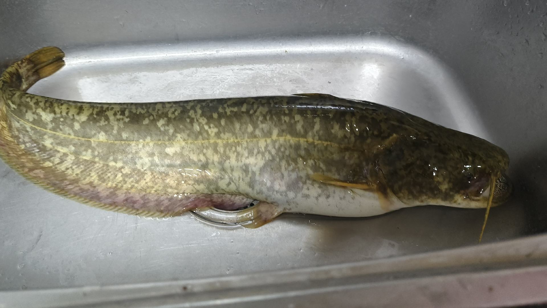 花蟹与远海梭子蟹营养成分柱状图