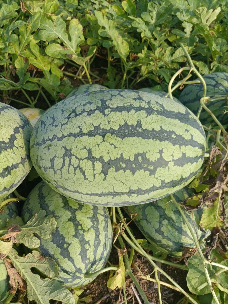 河南南阳新野精品花皮西瓜大量上市新鲜采摘口感好