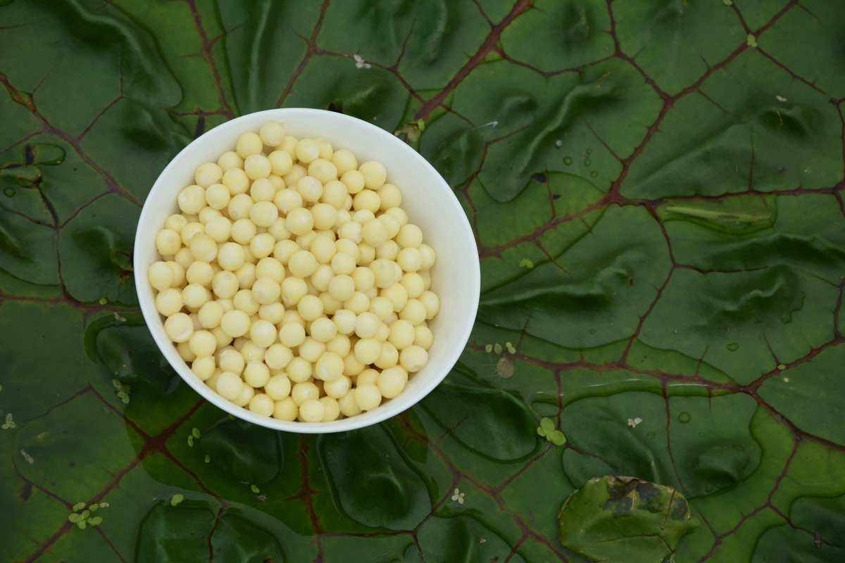 厨房中分别盛放在陶瓷碗中的白莲子与白莲米