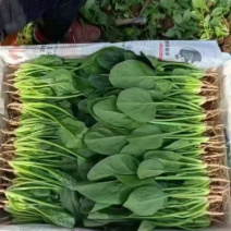 精品大叶菠菜