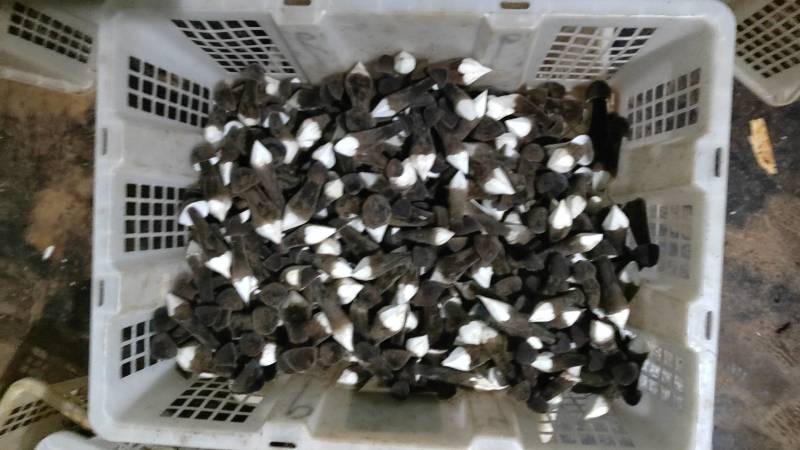 黑皮鸡枞菌新鲜现货基地直发长年供应一二三四级品质好