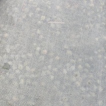 松柏籽，大量