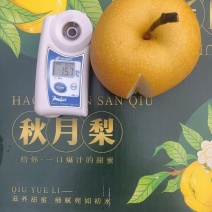 山东聊城秋月梨，产地直发，品质保证，量大从优，可视频看货