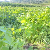 2023年育苗500万肉独活苗子开始预约联系