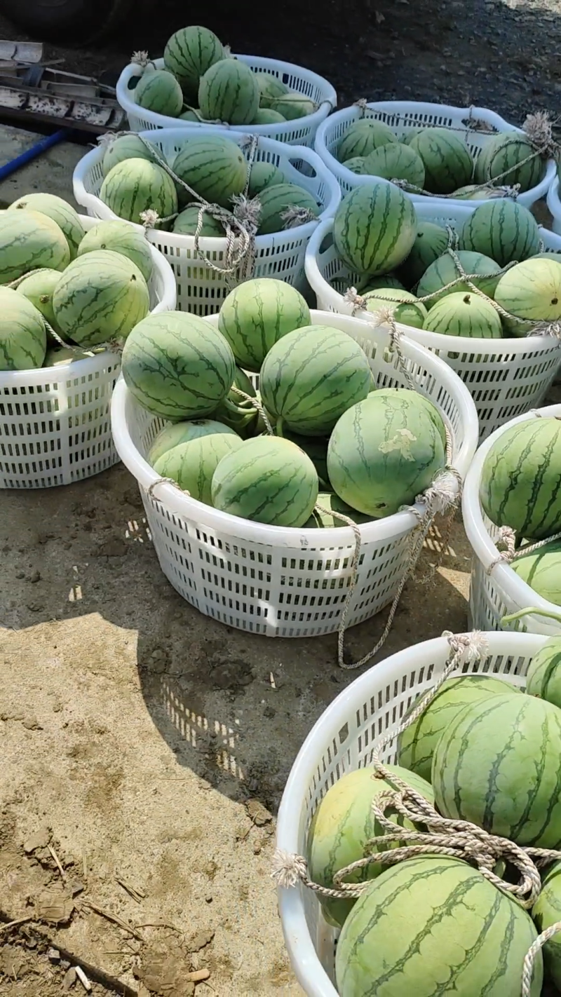 [无籽西瓜批发]帅童无籽瓜走起价格0.80元/斤 - 一亩田