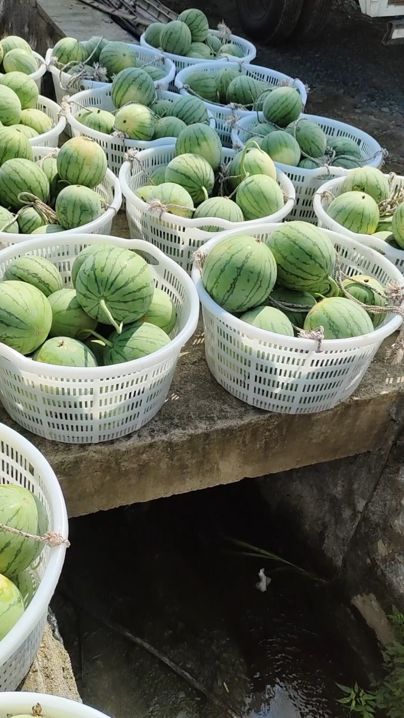 [无籽西瓜批发]帅童无籽瓜走起价格0.80元/斤 - 一亩田