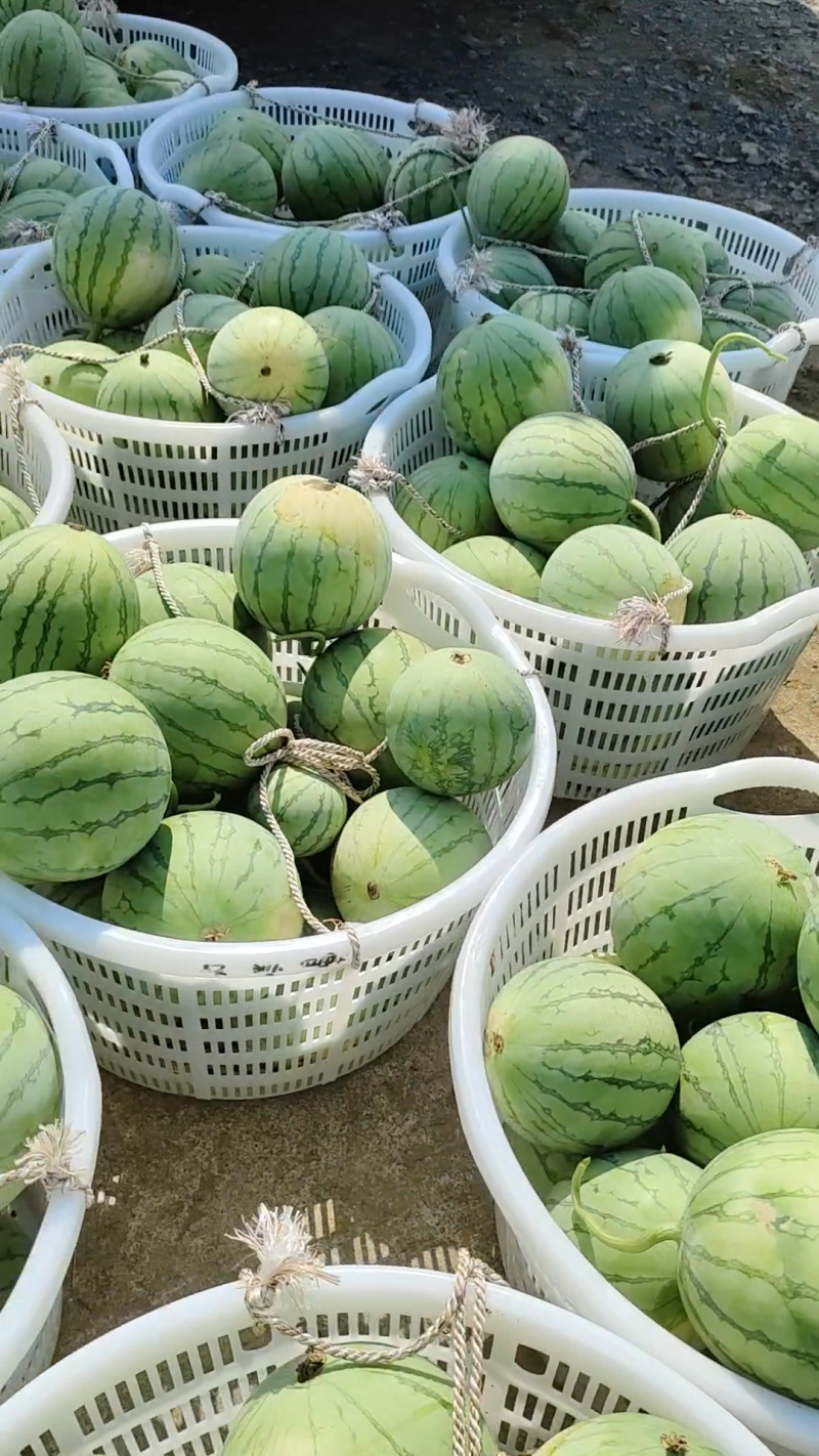 [无籽西瓜批发]帅童无籽瓜走起价格0.80元/斤 - 一亩田