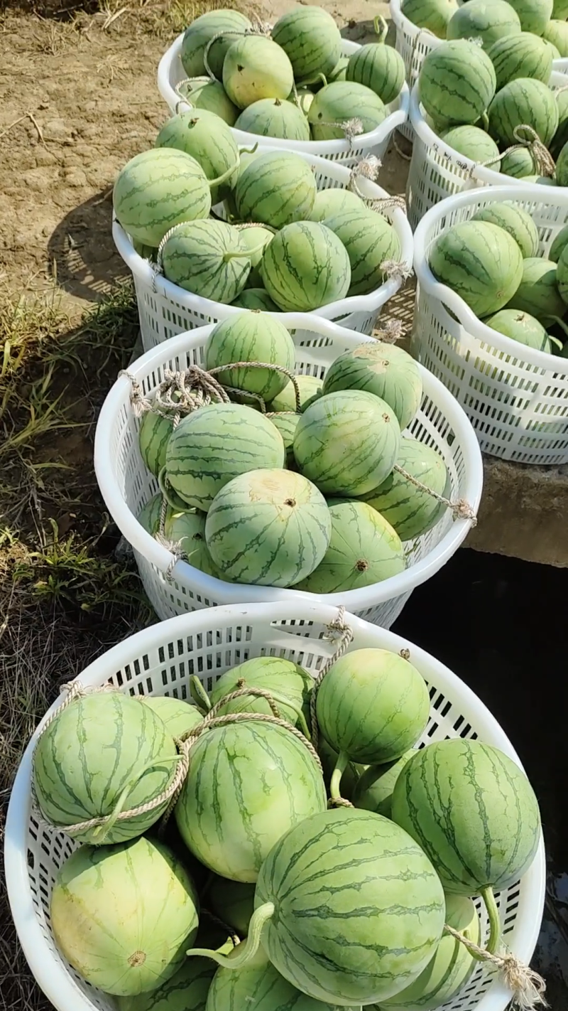 [无籽西瓜批发]帅童无籽瓜走起价格0.80元/斤 - 一亩田