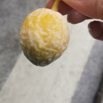 银杏果