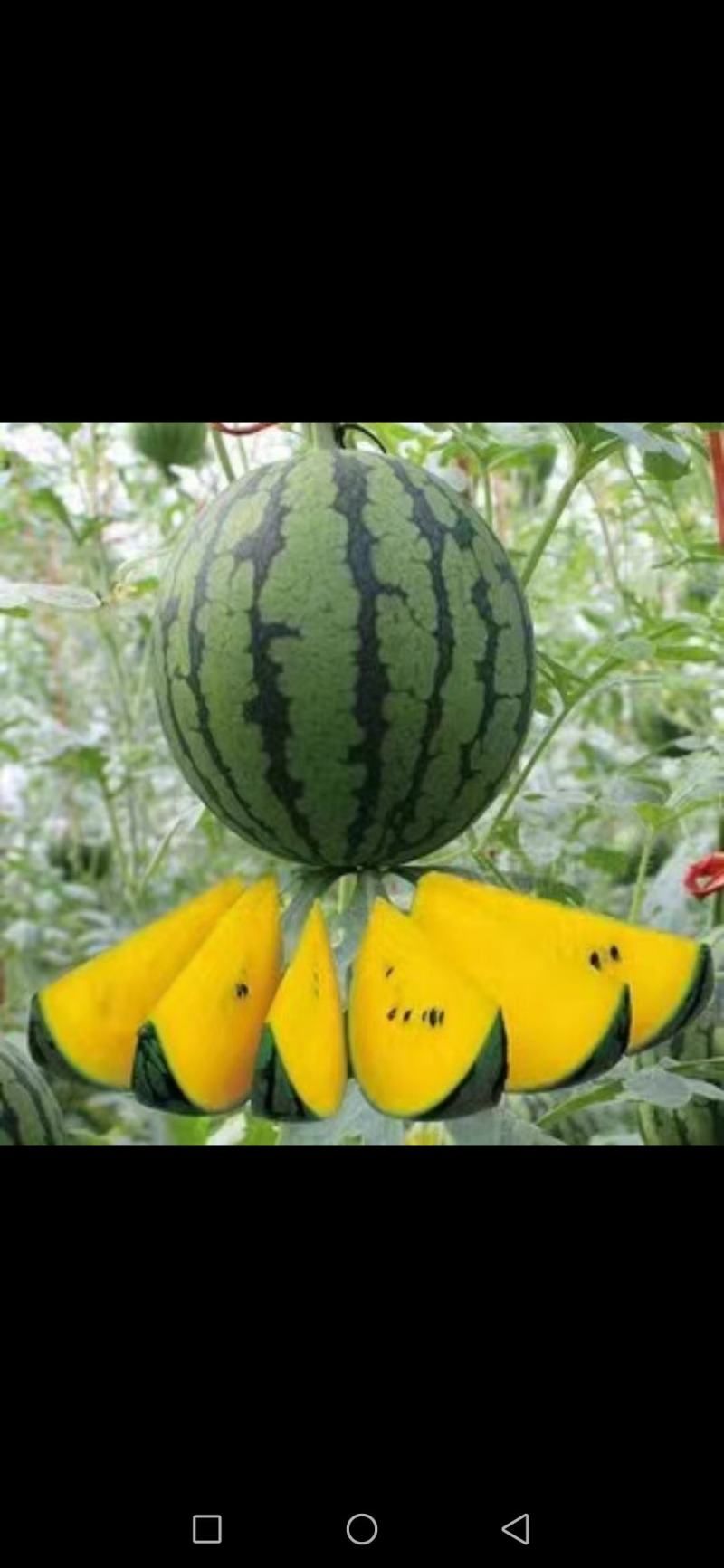 网纹瓜,美都西瓜,特小凤,小蜜25号