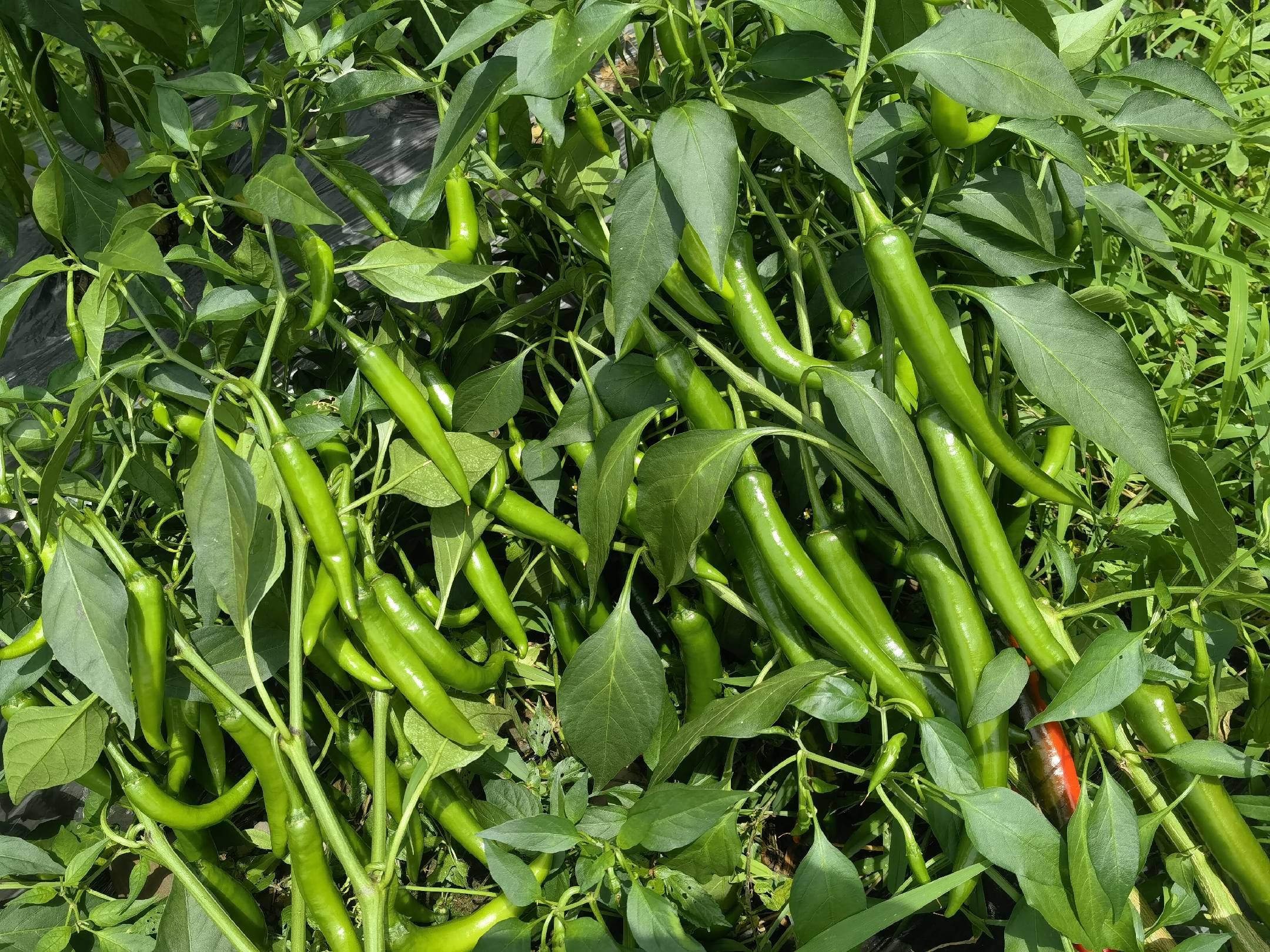 线椒植株与果实特写