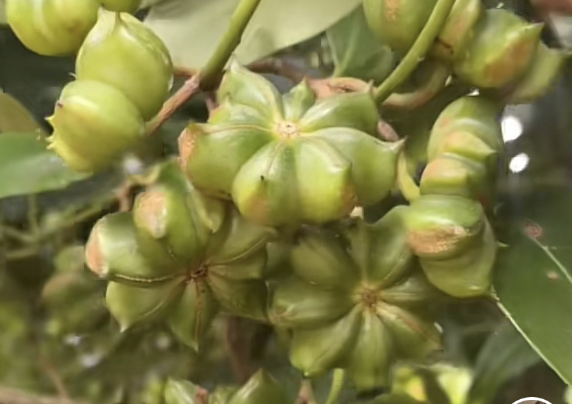 八角植株与果实实景图