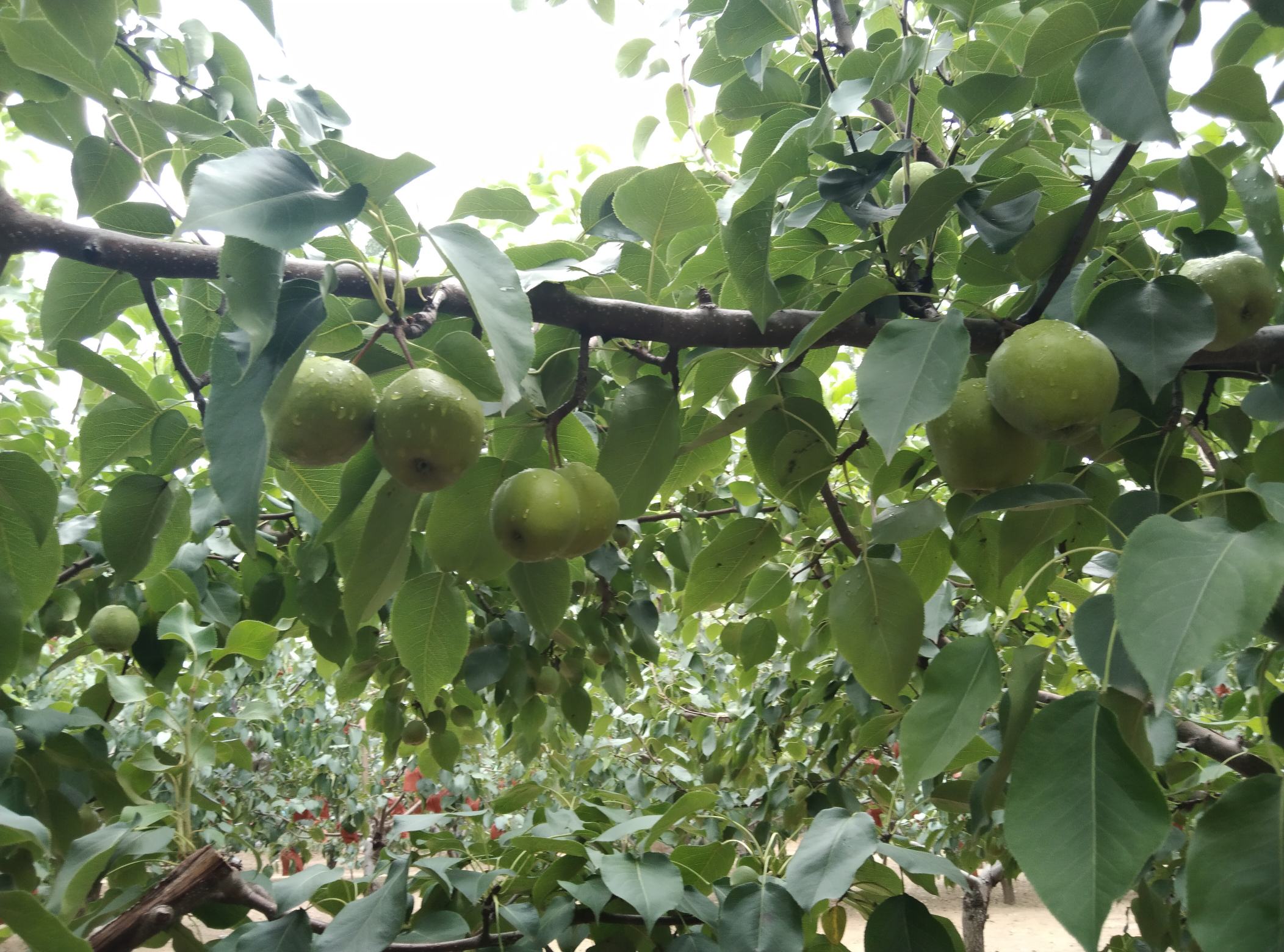 一片混合种植的梨园,左侧为翠冠梨树,叶片较大,果实呈翠绿色;右侧为砀山酥梨树,果实偏黄,枝条粗壮,背景为安徽砀山典型的平原地貌与远处农舍 果园中的梨树对比