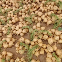 豆薯
