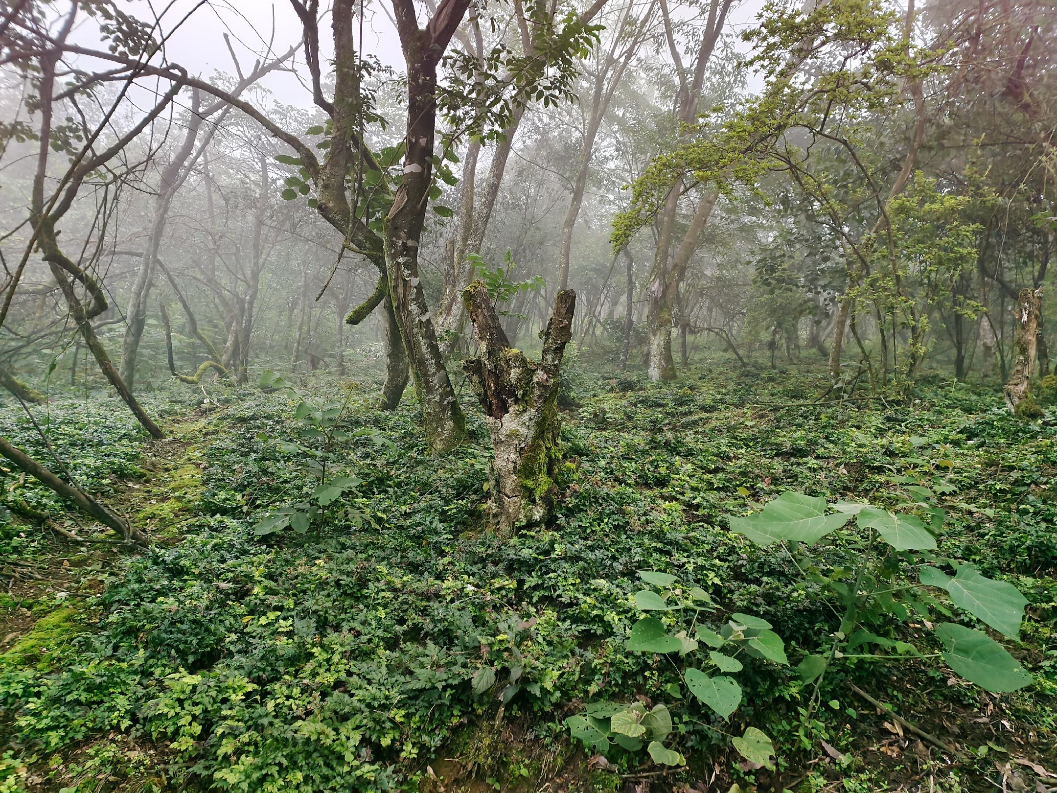 清晨雾气中的青冈林全景