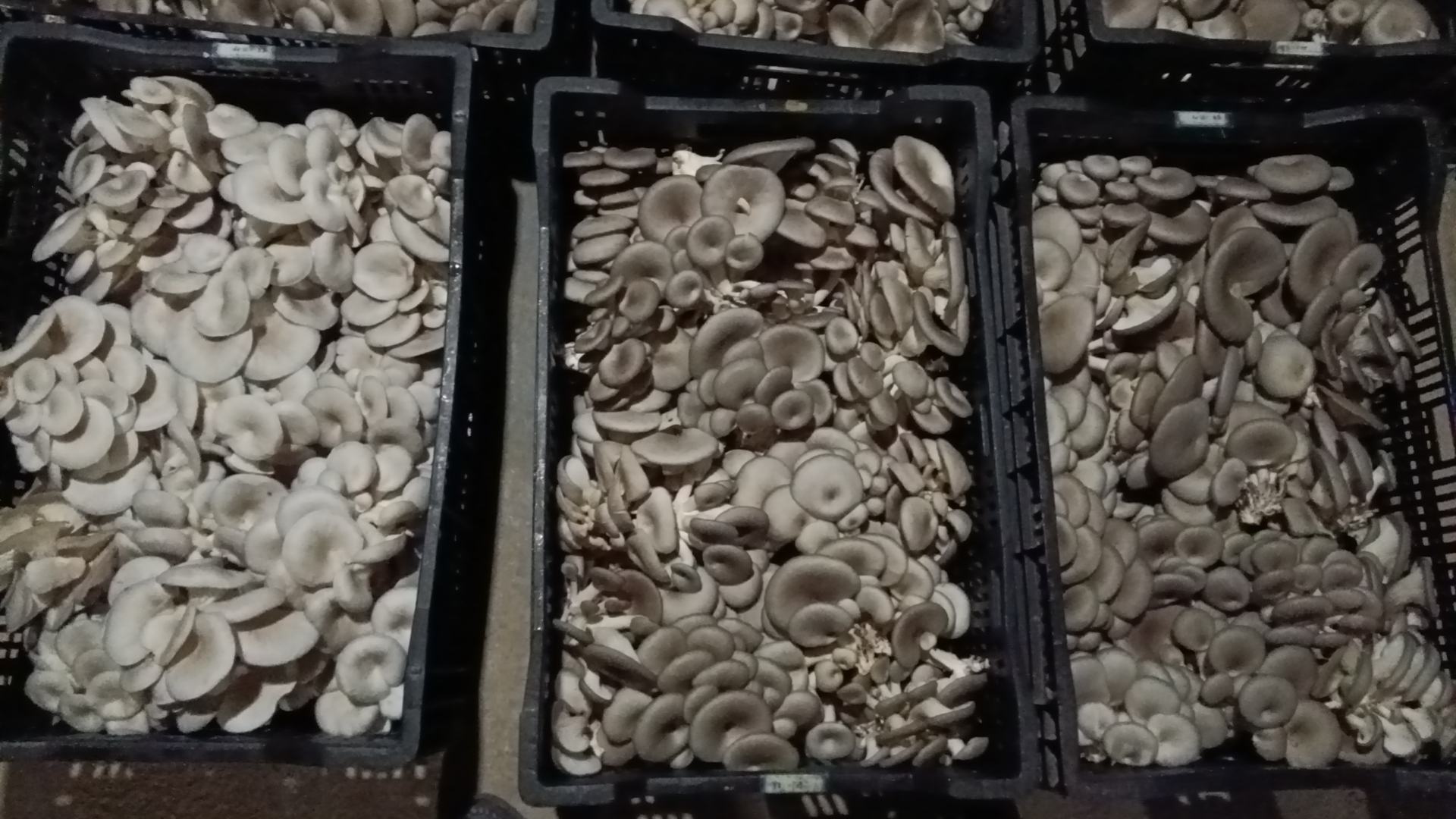展示新鲜平菇在厨房中的摆放,背景为自然光线下的木质桌面 平菇在厨房中的展示