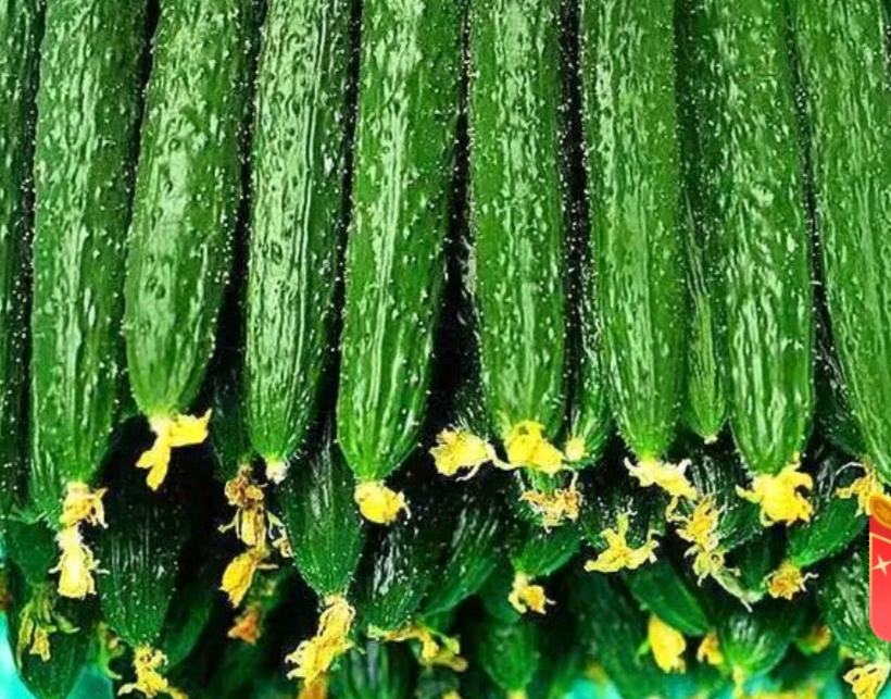 新鲜顶花带刺黄瓜特写