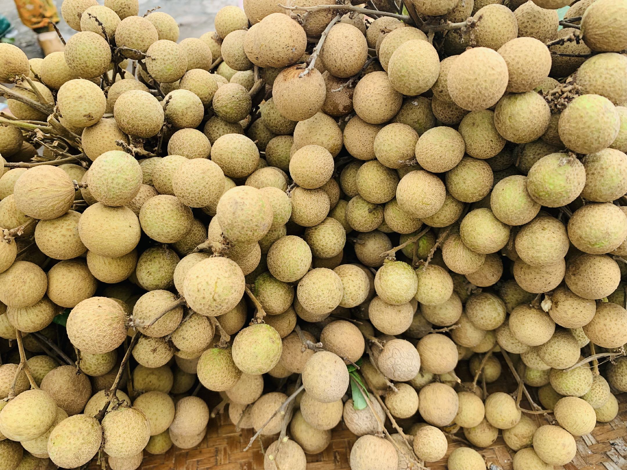 石硖龙眼果穗特写