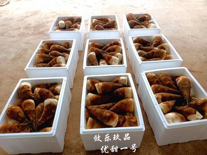 [甜竹笋批发]云南西双版纳景洪市竹笋 5.00元/斤甜笋 深山老 _ 一亩田
