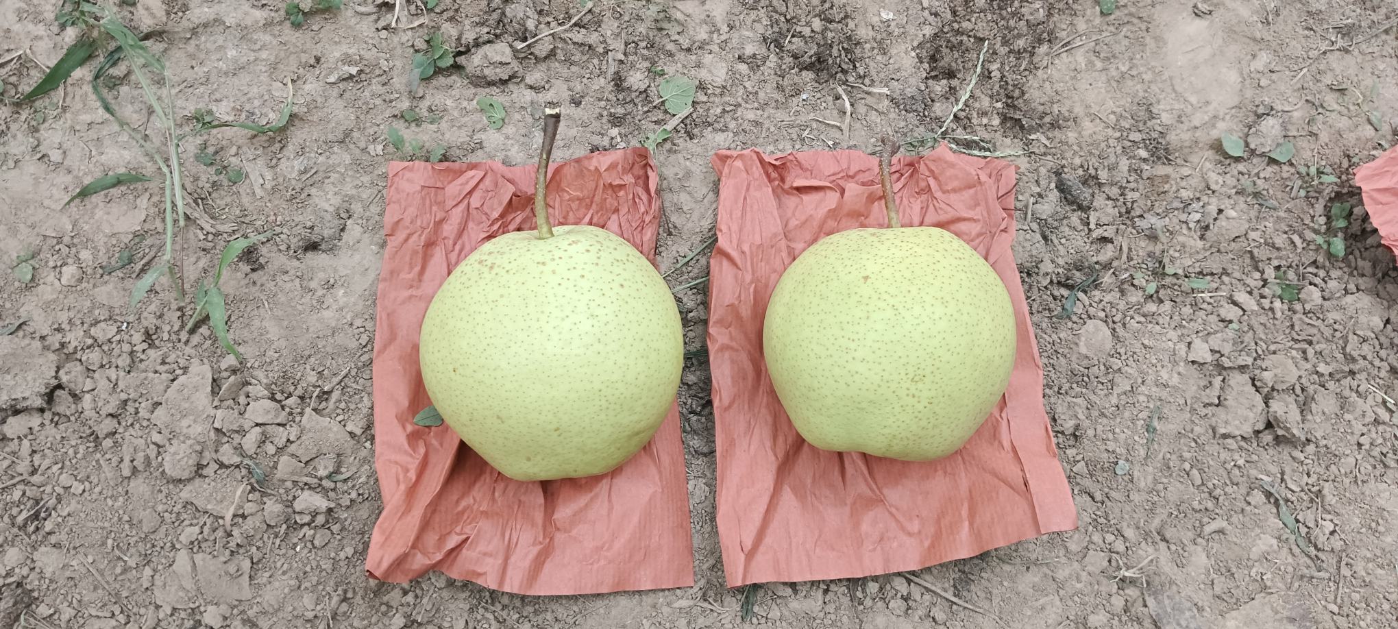 夏季介壳虫防治药膏涂抹现场图