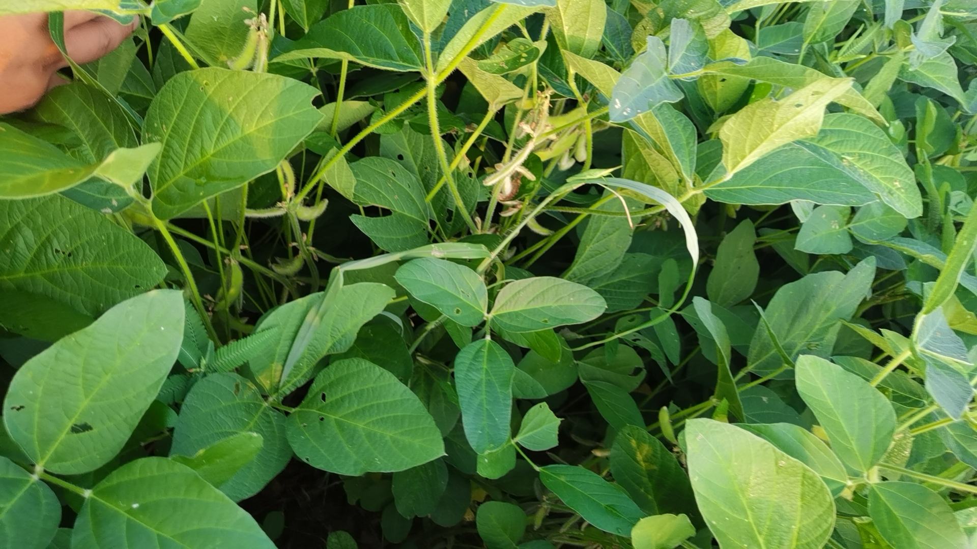 大豆田间生长状态