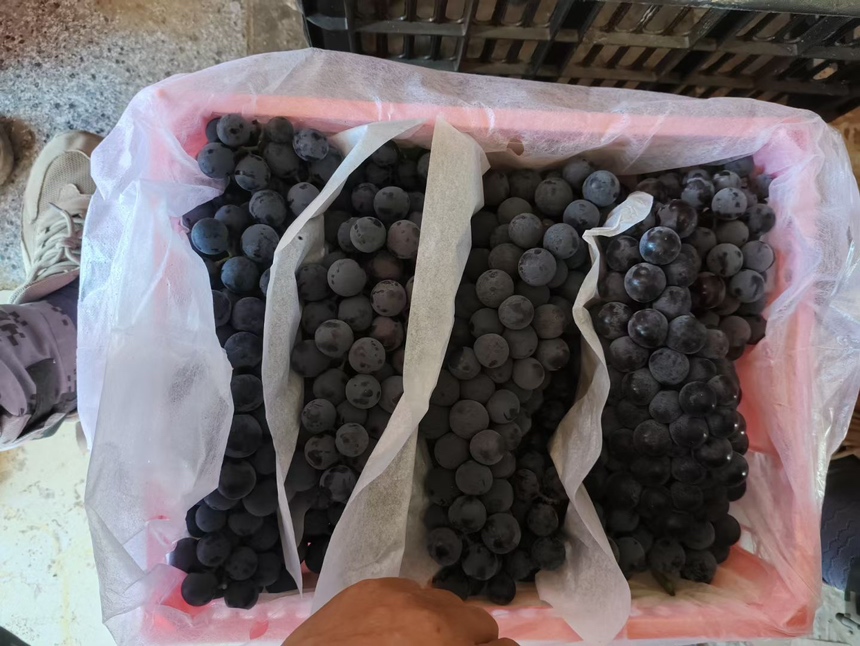 超市冷柜陈列的夏黑葡萄特写：透明盒装，果粒紫黑油亮，表面覆盖完整灰白色果粉，背景可见冷链温度显示屏显示0.8℃