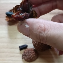 广西荔枝干