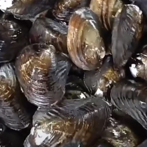 河蚌
