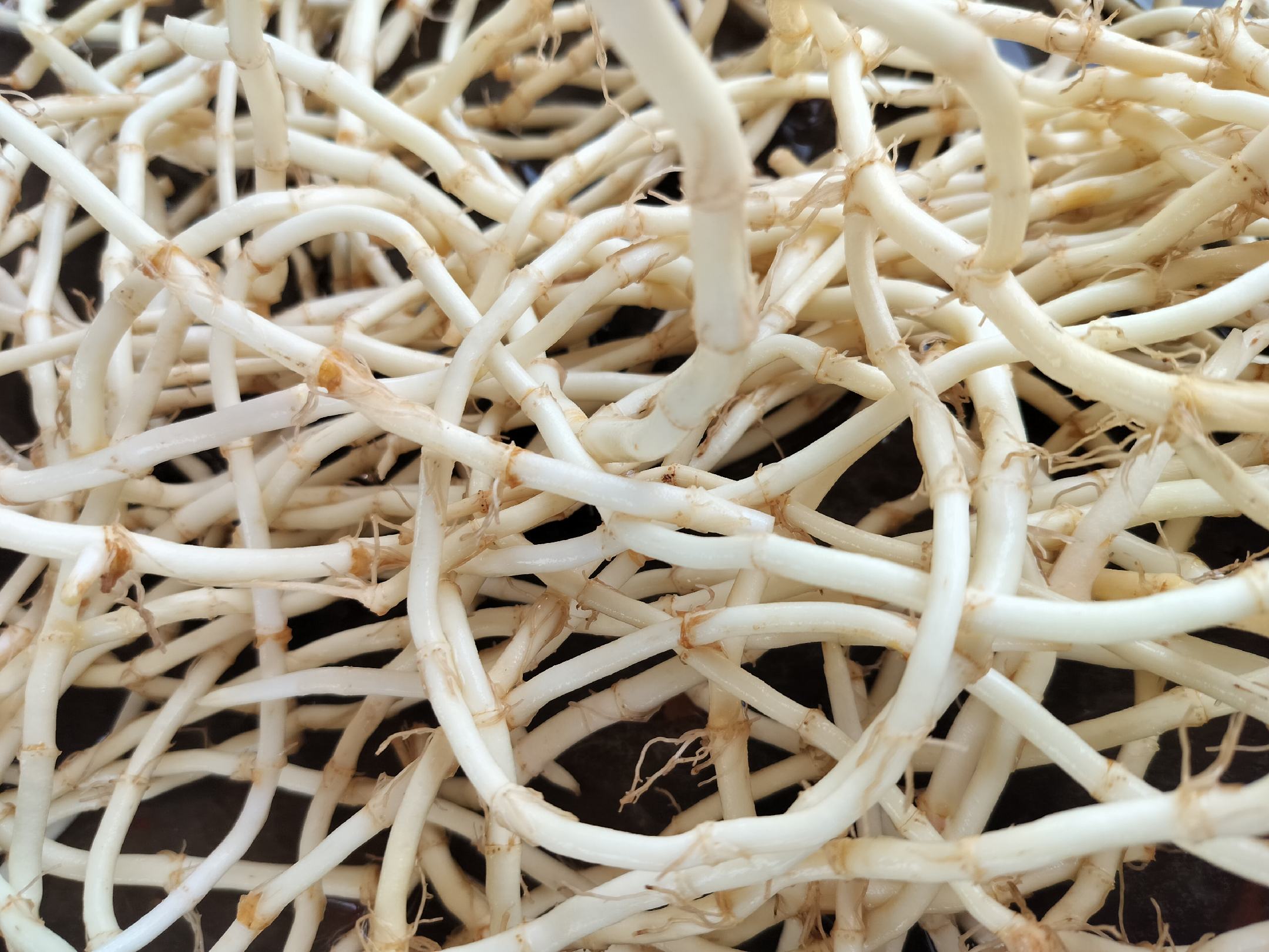 展示新鲜的鱼腥草根实物,根部洁白,质地饱满 鱼腥草根实物图