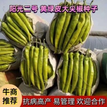 大尖椒苗春秋大棚越夏露地均可栽培辣味适中耐储运农户收益稳